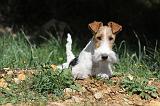 FOX TERRIER 113